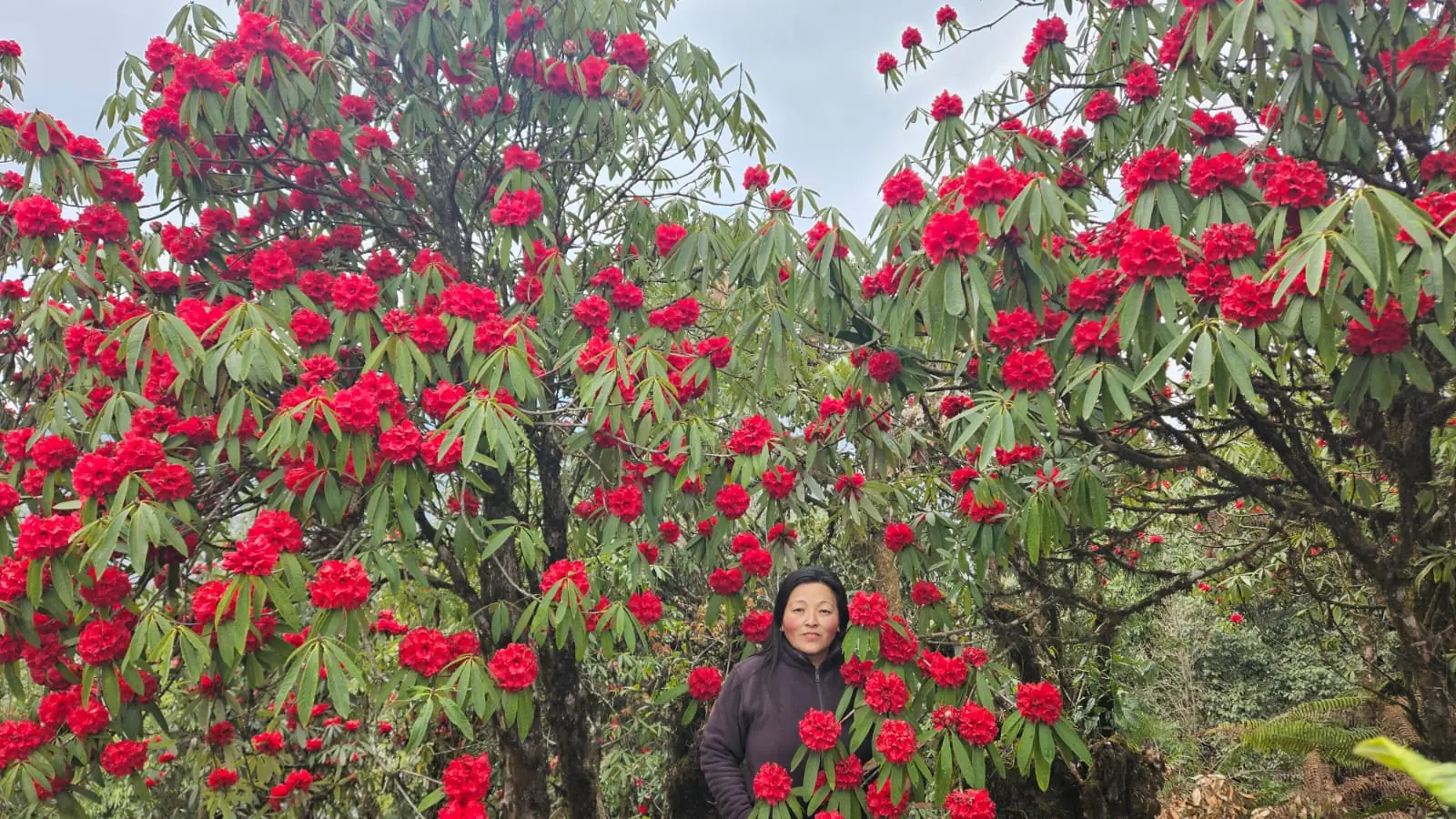 rhododendron near lali Gurash Homestay Okhrey Sikkim